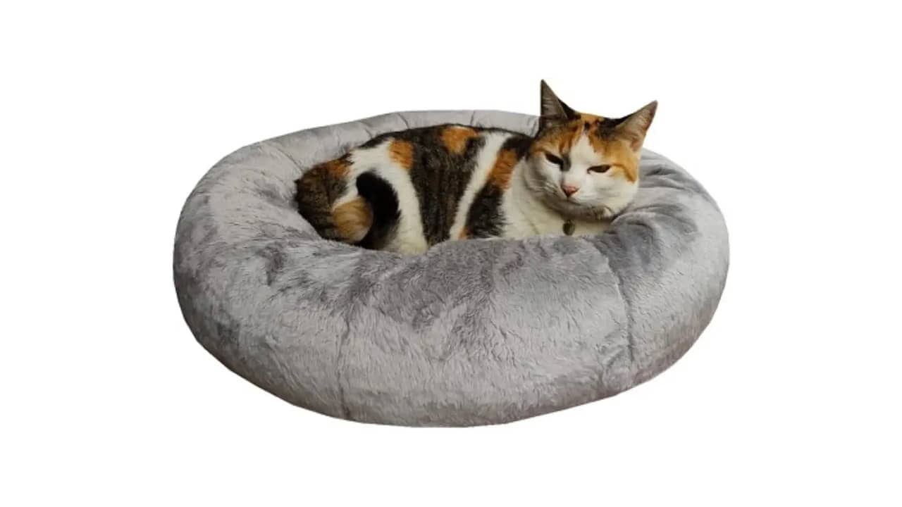 Melhor Cama para Gato: 10 Modelos de Puro Conforto