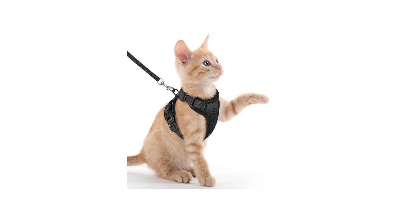 Melhor Coleira para Gato: 10 Opções Seguras e Confortáveis