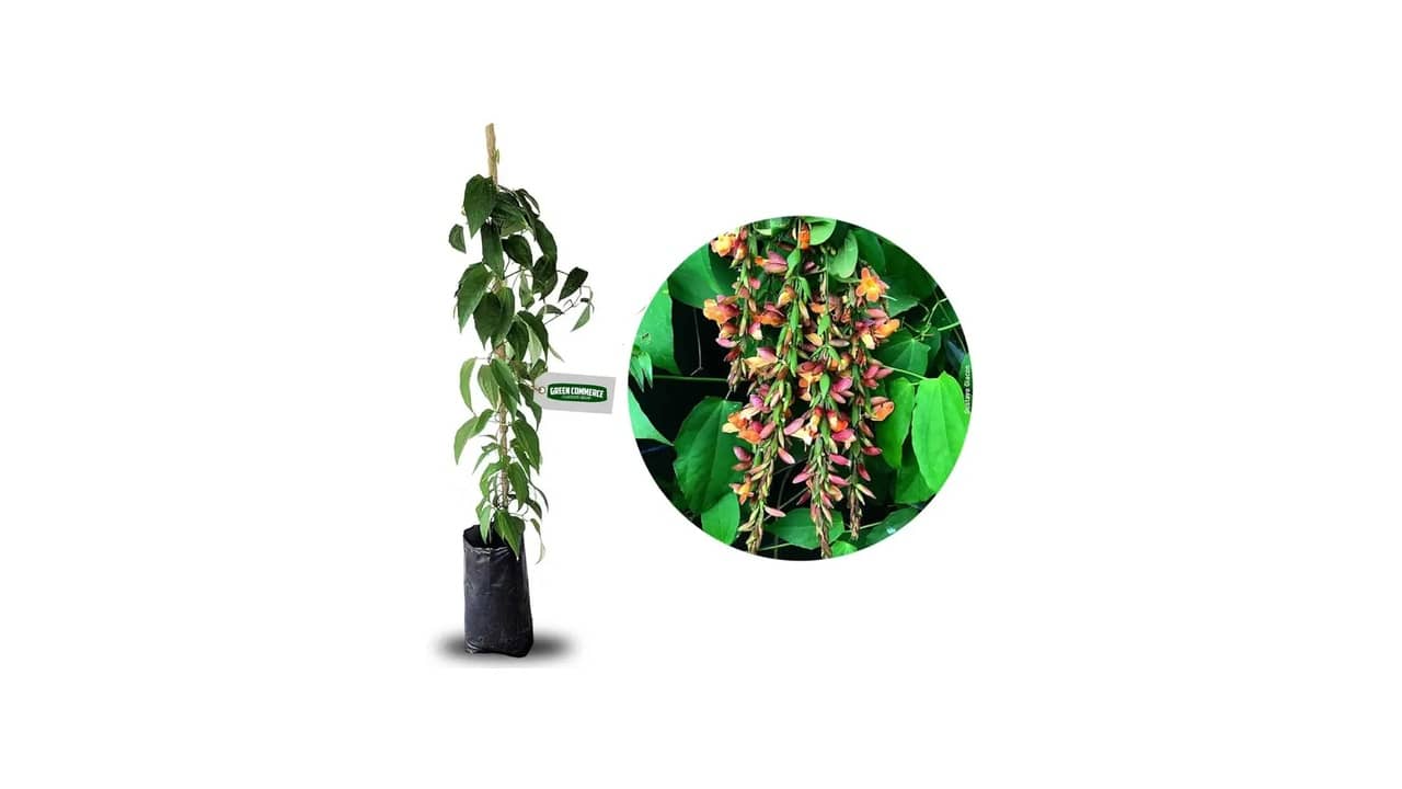 Melhor Trepadeira para Pergolado: 4 Mudas Exuberantes