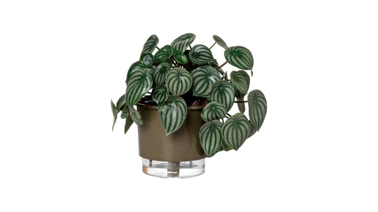 Melhor Vaso Autoirrigável: 10 Modelos de Qualidade