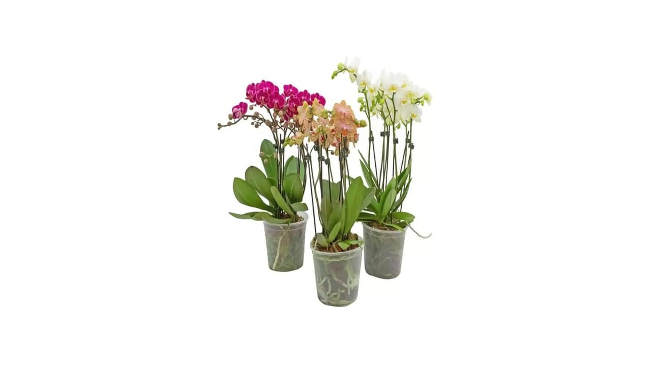 Melhor vaso para orquídea phalaenopsis: Foco na Saúde das Raízes