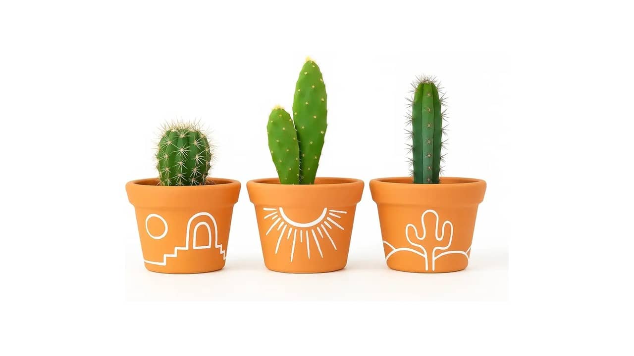 Melhor Vaso para Suculenta: 10 Modelos Imperdíveis